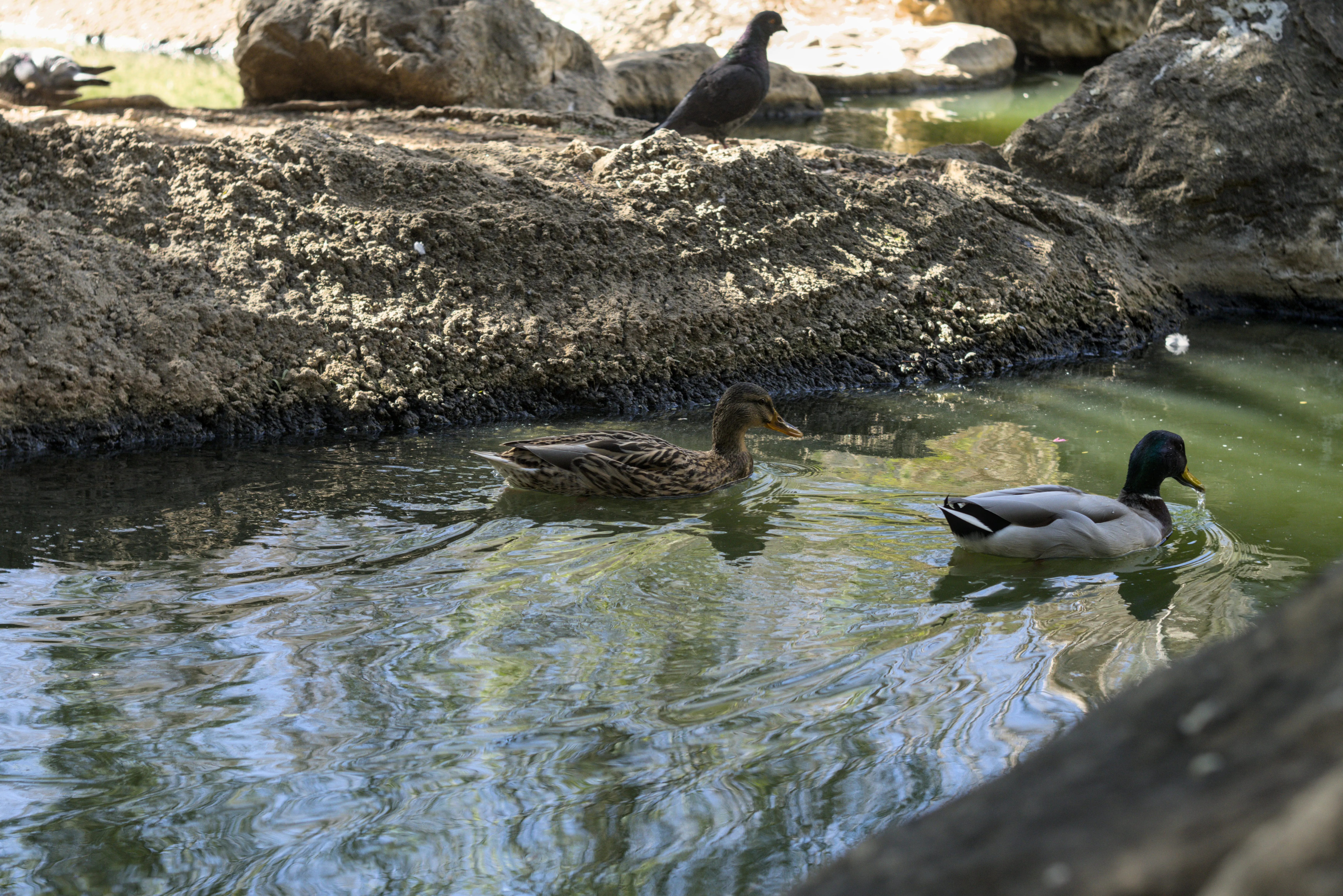 Zenith Helios-77M-4 1,850 (VOMZ) - _I4A7179.webp